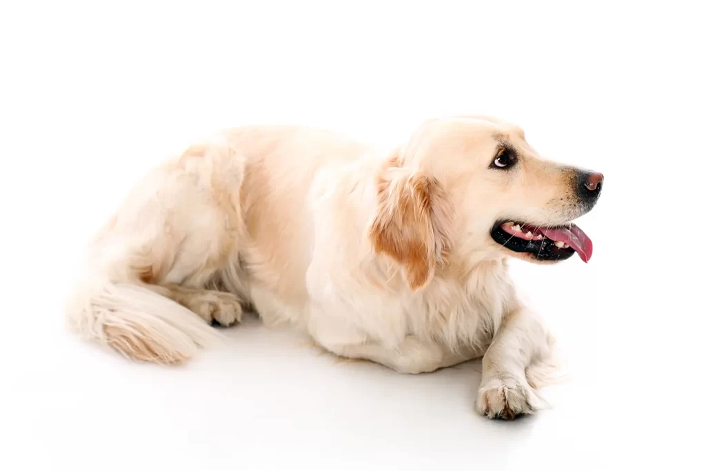 Ljus hund, golden retriever. Från hunddagis